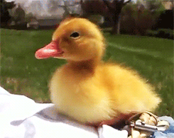 animated gif of a duckling falling asleep