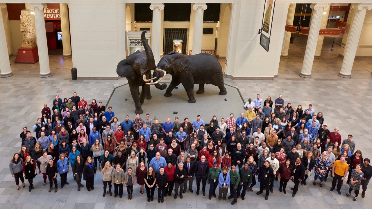 Image of a large group of people in front of taxadermied elephants taken from above