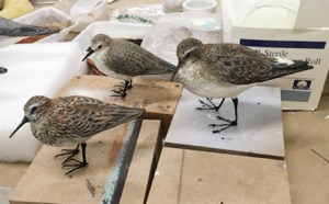 Completed models of (left to right) western sandpiper, semipalmated sandpiper, and white-rumped sandpiper.