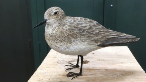 The completed model of a Baird's sandpiper. This is the first bird model created at the Peabody using 3D technology.