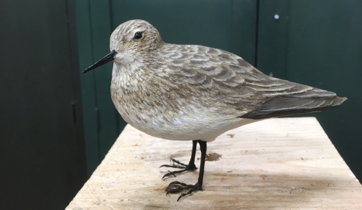 The completed model of a Baird's sandpiper. This is the first bird model created at the Peabody using 3D technology.