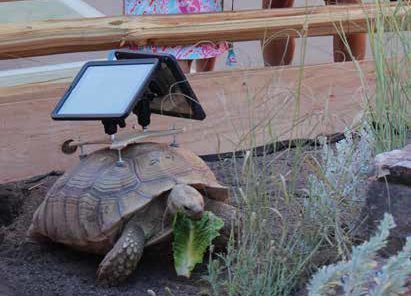 A little girl stands behind a rail fence watching a tortoise with two iPads glued to its back
