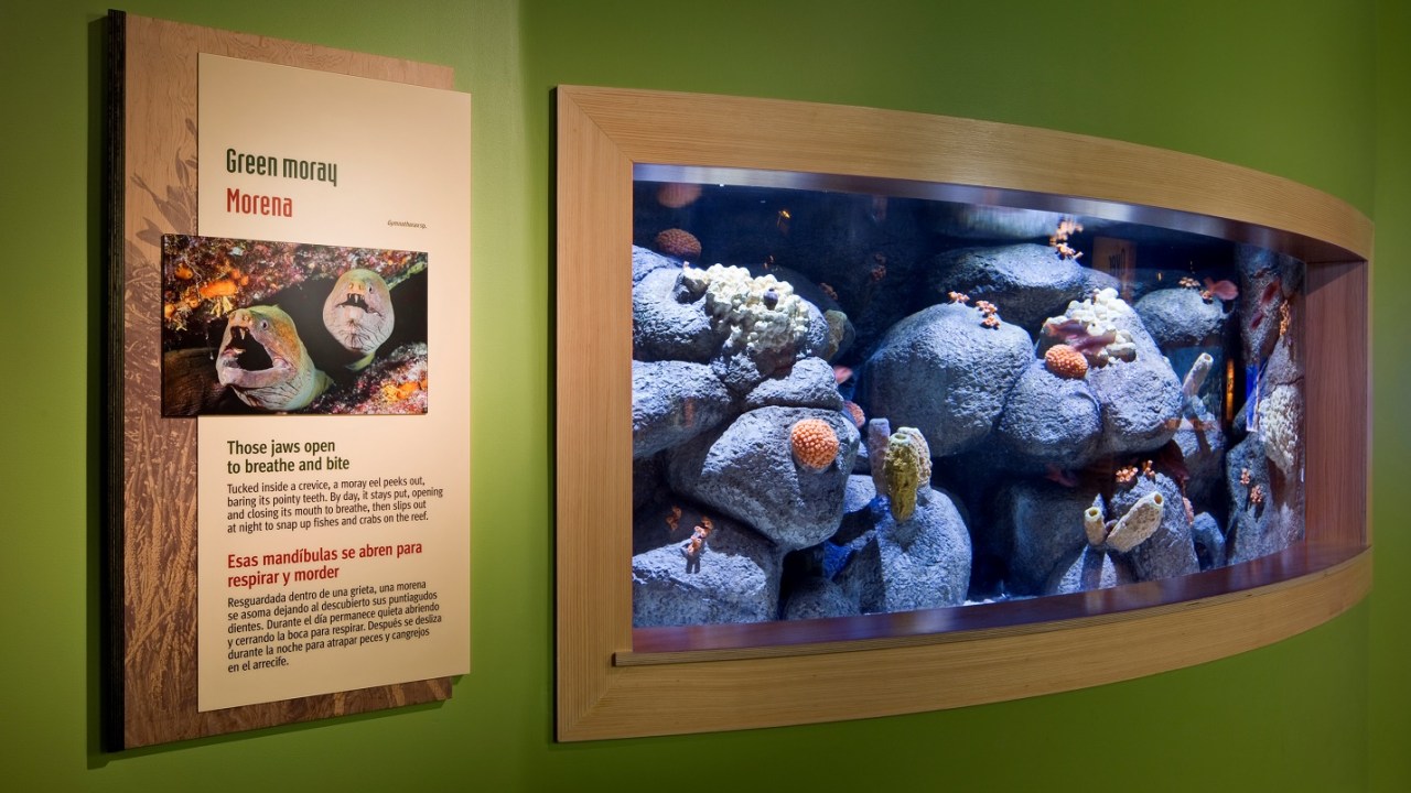 Image of an aquarium and a text label to its left on a brightly painted green wall