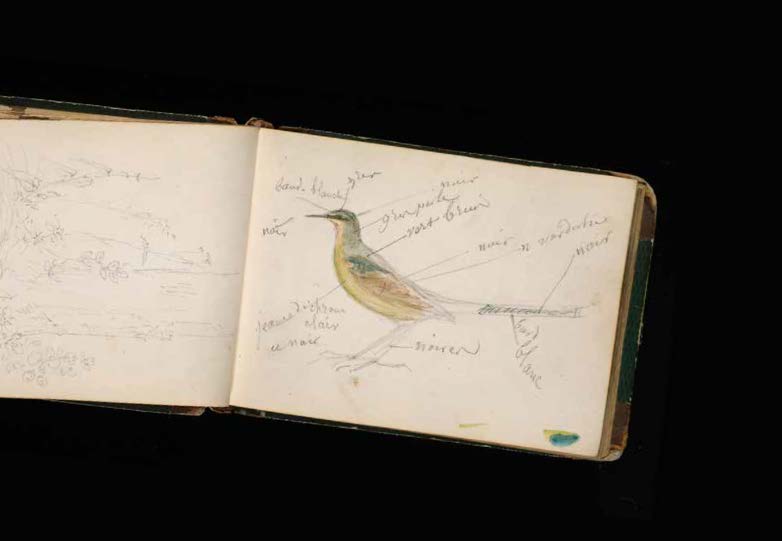 A book sits open against a black backdrop with the illustration of a bird with descriptive text