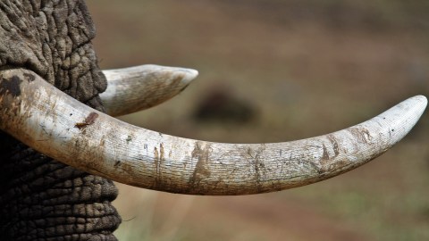Close-up image of an elephant's trunk and tusks.