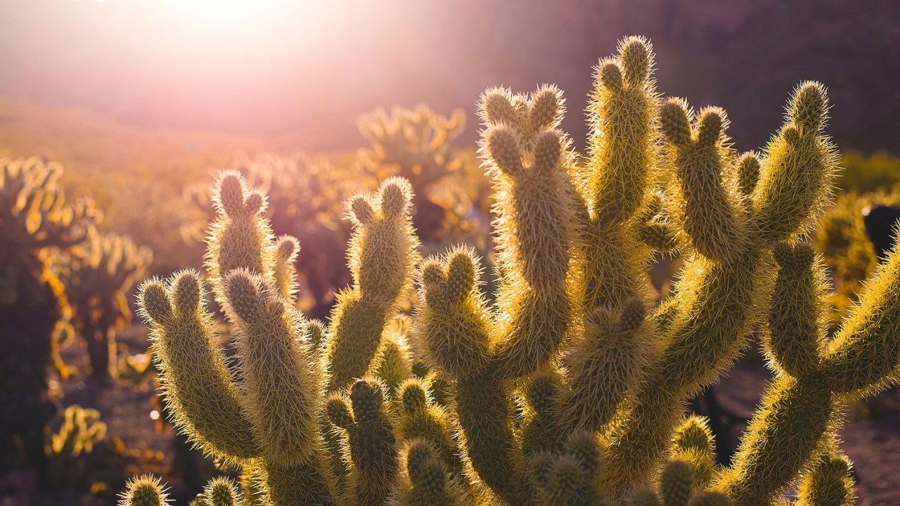 Image of a cactus with the setting sun in the background from the left.