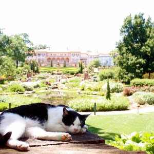 A black and white cat lays on a rock overlooking the Phillbrook garden with the mansion in the background. 