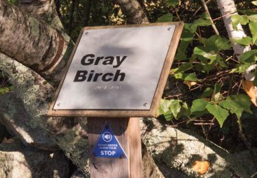 Image of a wooden sign plaque with Gray Birch written in bold letters.