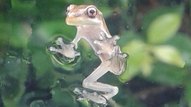 Image of a small grey colored frog sticking to a window.