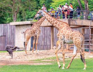 People watch giraffe's in a yard with an ostrich. 