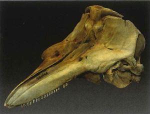 Image of a skull with a long bill. 