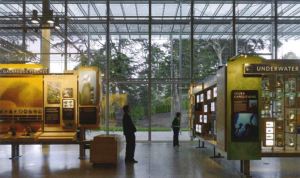 View of the inside of the CA Academy of Sciences two people stand reading text panels on exhibit walls in the center of a glass enclosed gallery. 