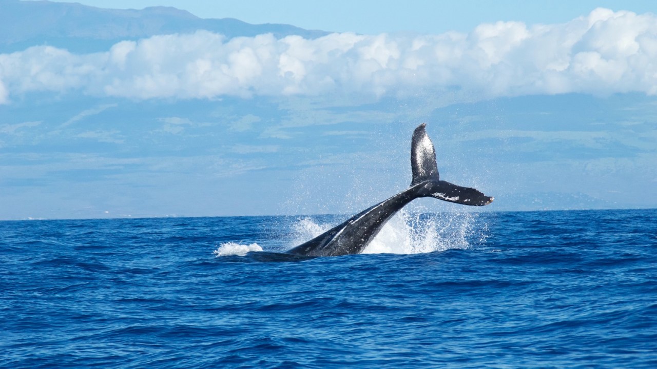 View of a whale diving back into the water. We see the tale about five feet out of the water at an angle to the right side of the image.