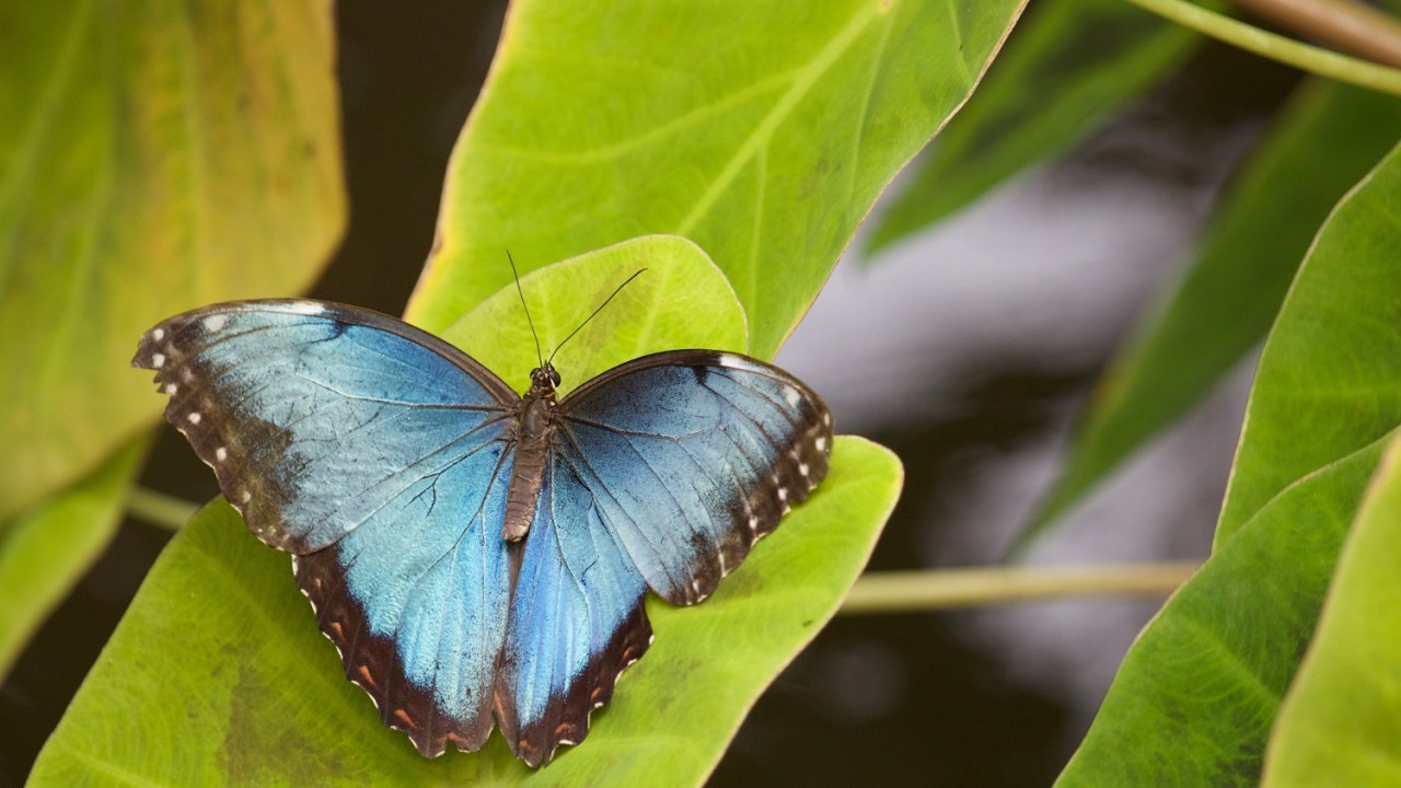 Transformation and change a blue butterfly sits on a bright green leaf.