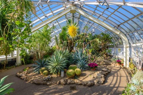 In a greenhouse, a spiky yellow glass sculpture is suspended over the ceiling above cacti and other spiky plants.