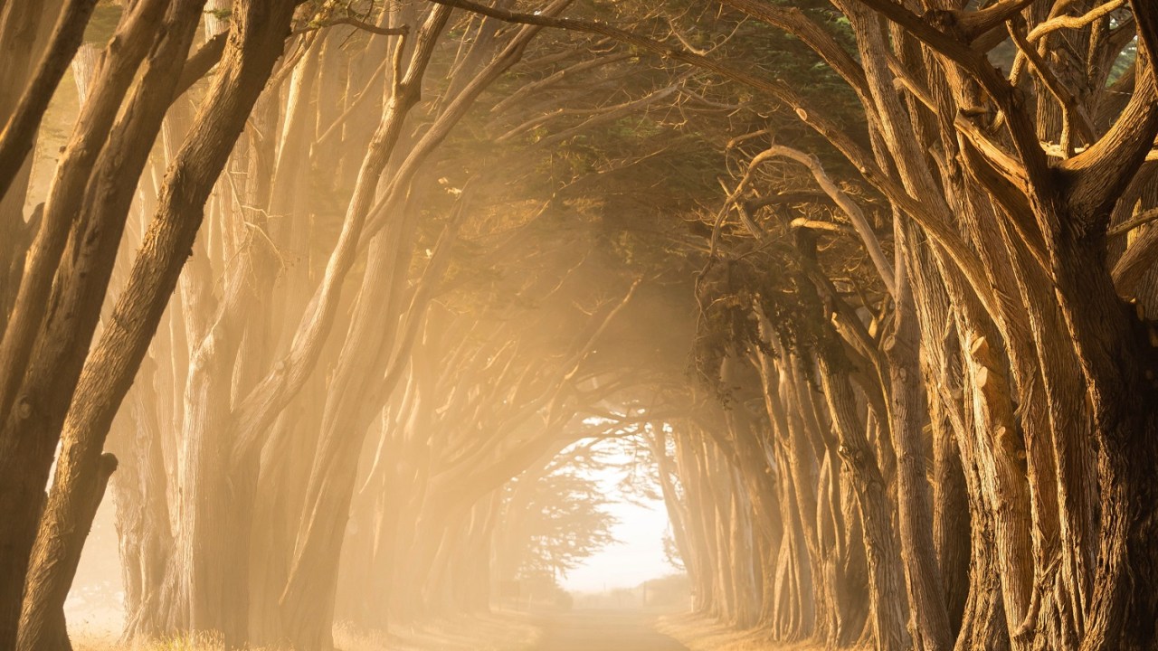View of a wide and worn dirt path though a row of trees on either side with the sun filtering through from the left.