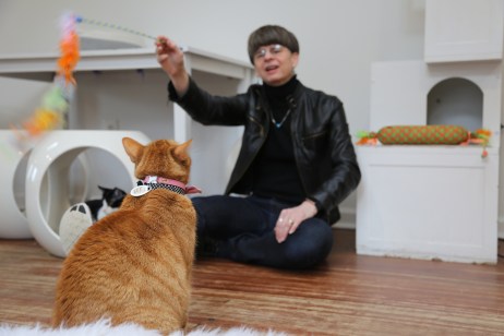 CFM director Elizabeth Merritt at the Crumbs & Whiskers cat adoption cafe in Washington, DC.