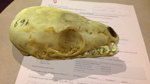 A virtual rendering of a skull sits atop a real, physical sheet of paper, an example of the augmented reality technology.