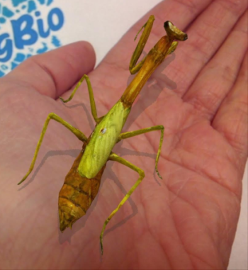 A virtual rendering of a praying mantis appears atop a real human palm.
