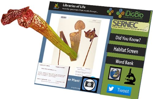 The Libraries of Life interface is seen, with a plant specimen on screen. An augmented reality version of the plant appears to pop out of the screen, allowing the user to examine it at its real-life size and from any angle.
