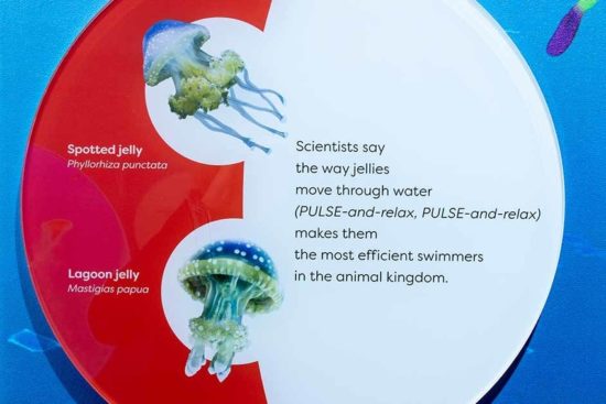 The label is shown with illustrations of two jellyfish against the glass of an aquarium.