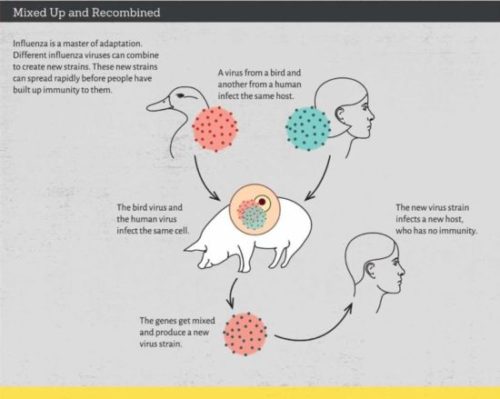 The label is a diagram showing humans and animals passing viruses between each other.