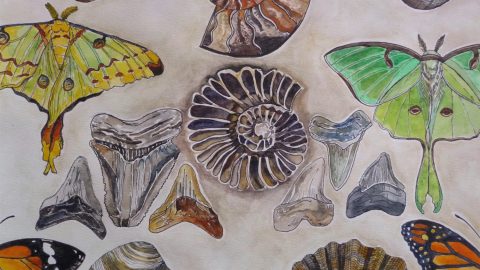A colored pencil drawing of insects and shells.