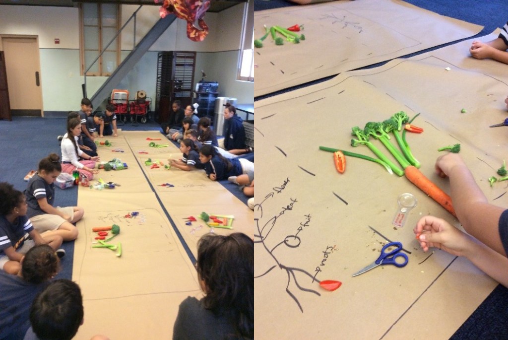 Students are seen dissecting broccoli and carrots on rolls of brown paper, next to drawn diagrams of their structures.