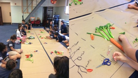 Students are seen dissecting broccoli and carrots on rolls of brown paper, next to drawn diagrams of their structures.