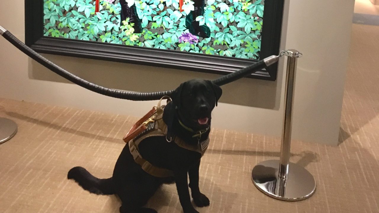 A service dog wearing a vest stands in front of Kehinde Wiley's portrait of Barack Obama in the National Portrait Gallery.