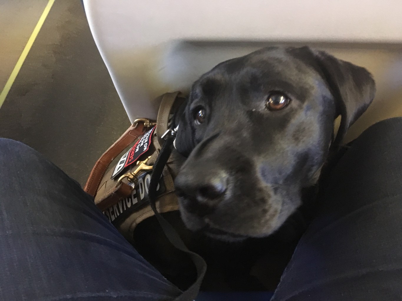 The service dog is seen perched on the floor by the author's legs in a train seat.