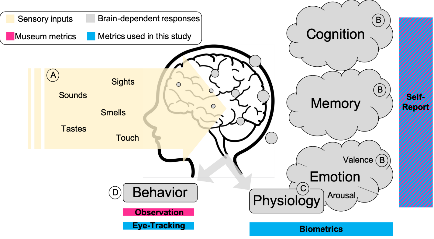 A diagram of a brain, showing how sensory inputs enter it from the environment, how those are translated into experience, and how metrics can be used to evaluate those experiences.