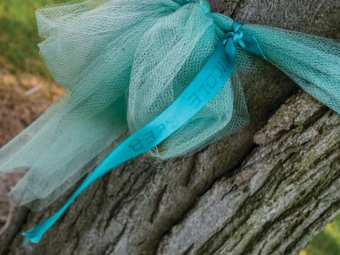 A teal ribbon wrapped around a tree trunk. 