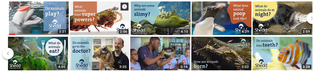 The array of Sea Curious videos as seen on YouTube, with questions like "Do animals play?" visible in thumbnails.