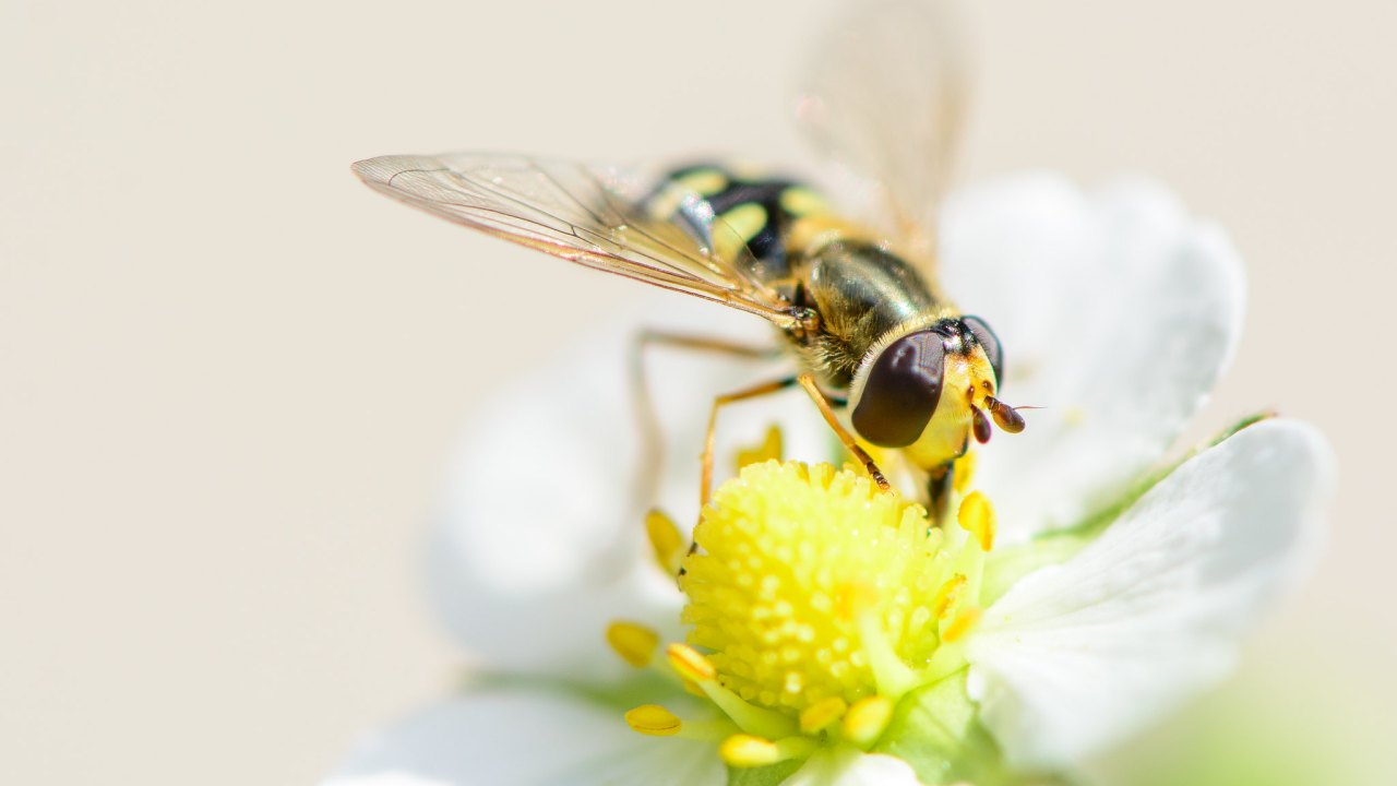 A hoverfly perched on a white flower