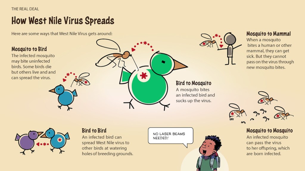 A diagram explains "How West Nile Virus Spreads," with subheaders for "Mosquito to Bird," "Bird to Bird," "Bird to Mosquito," "Mosquito to Mammal," and "Mosquito to Mosquito."