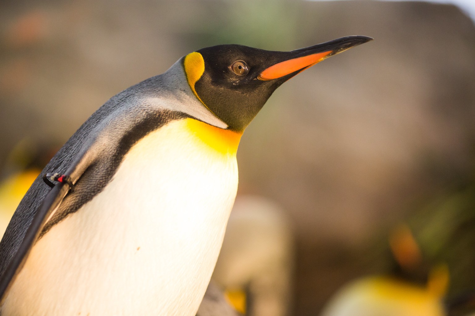 Close-up of a penguin.