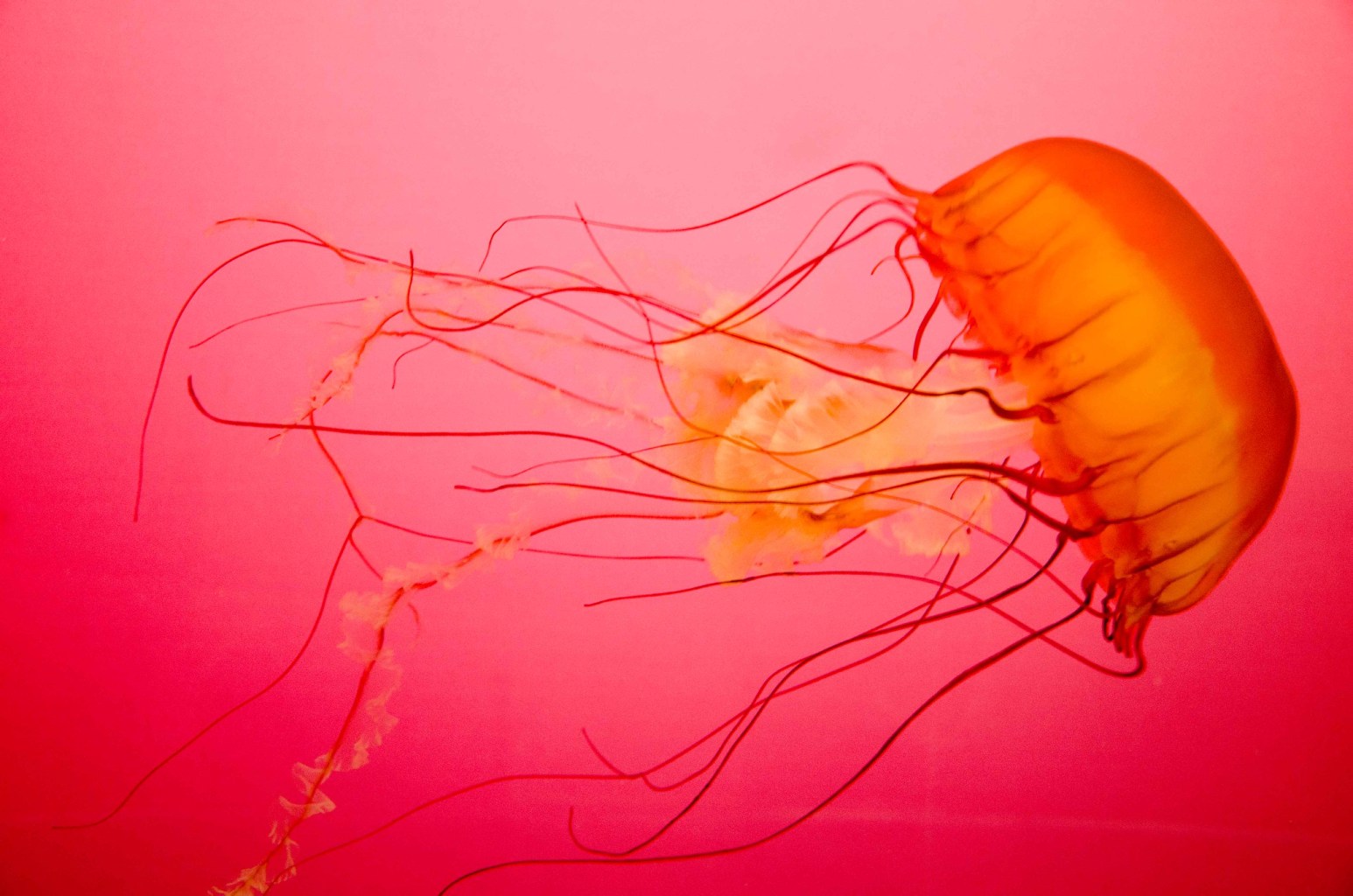 An orange jellyfish against a pink background.