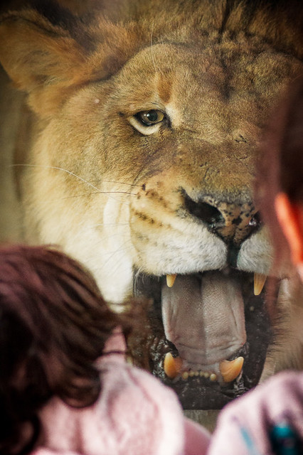 A lion bares its teeth close up in front of two child visitors (presumably behind glass!)