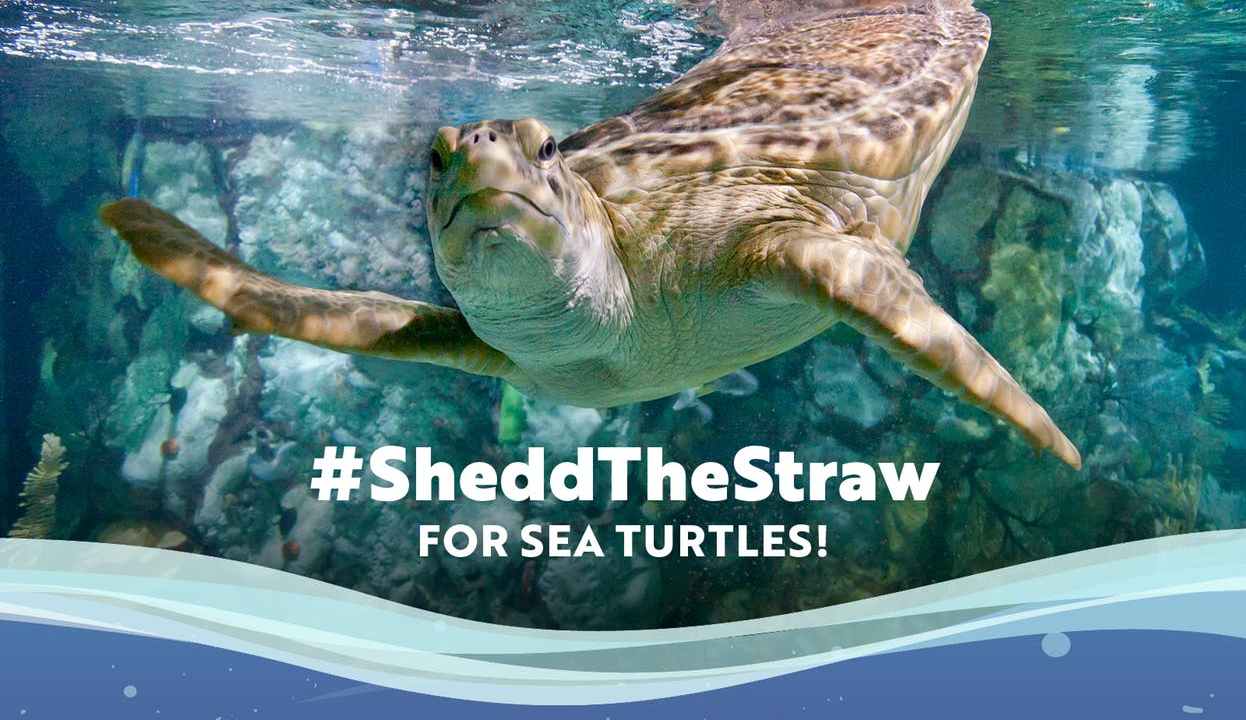 A graphic from the #SheddTheStraw campaign at the Shedd Aquarium says "#SheddTheStraw for sea turtles!" with an image of a sea turtle.