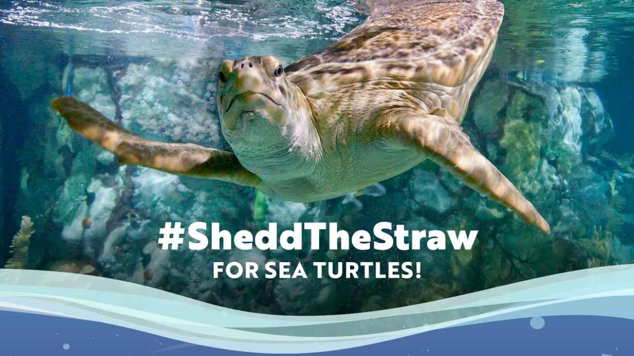 Zoos and Aquariums Inspiring visitors, inspiring museums American Alliance of Museums