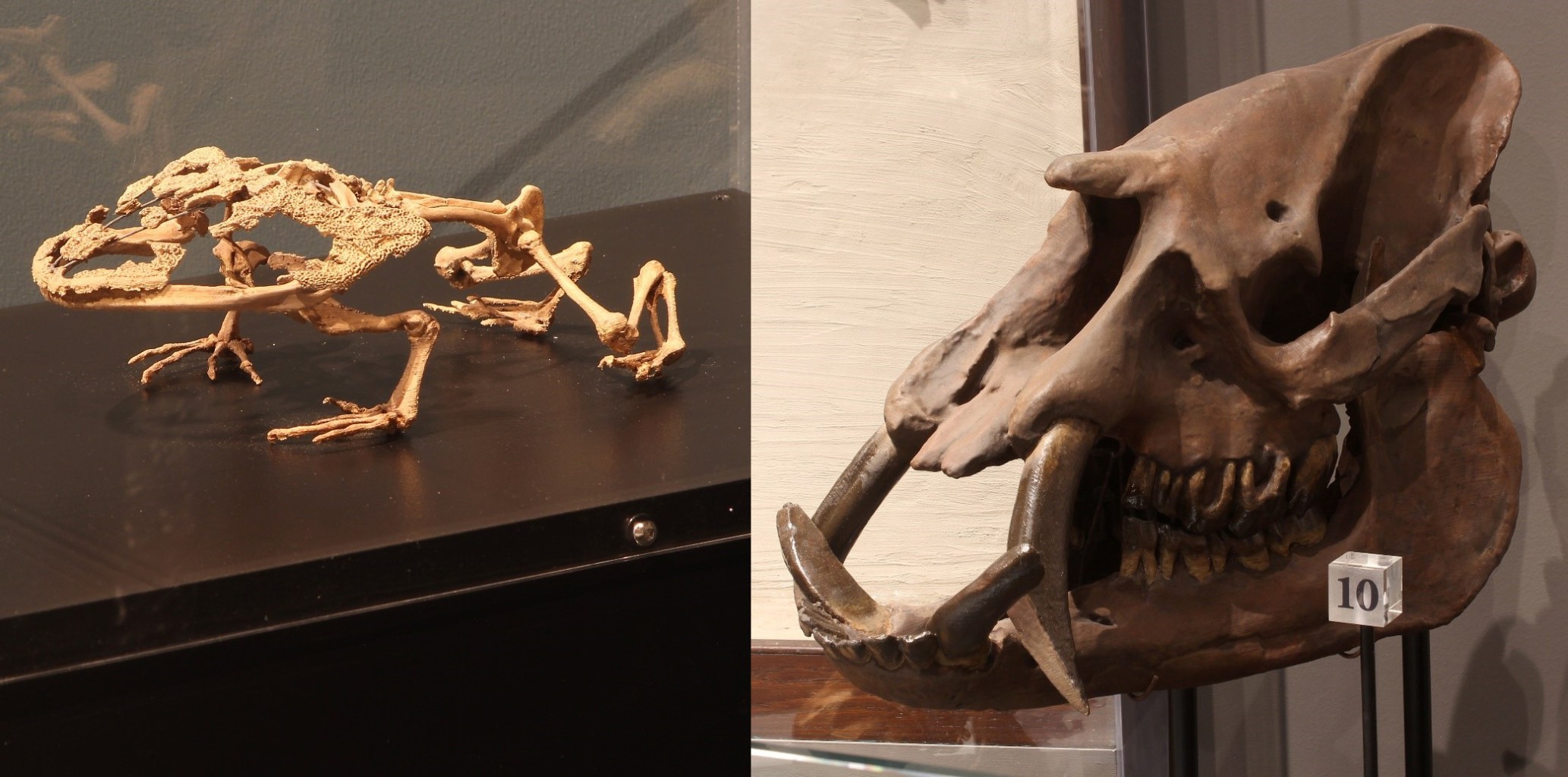 Two of UMMNH’s new display specimens 3D printed from digital models acquired through exchange with other institutions. Left, Beelzebufo; Right, Astrapotherium. Photo credit: Michael Cherney.