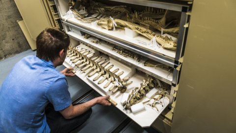A person squats to open a sliding cabinet drawer in collections storage.