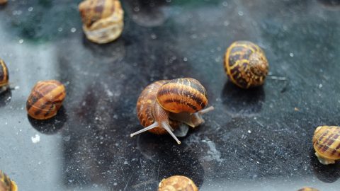 Close-up of snails on the ground