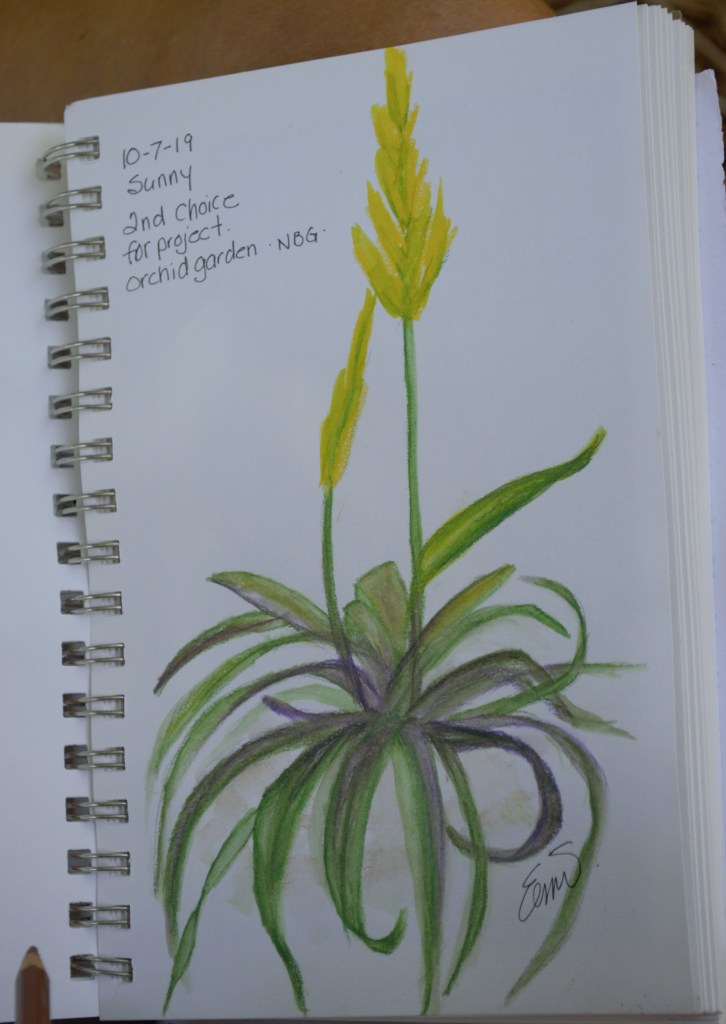 A page from a notebook with a colored pencil drawing of a plant, with the text "10-7-19 / Sunny / 2nd choice for project / Orchid garden NBG"
