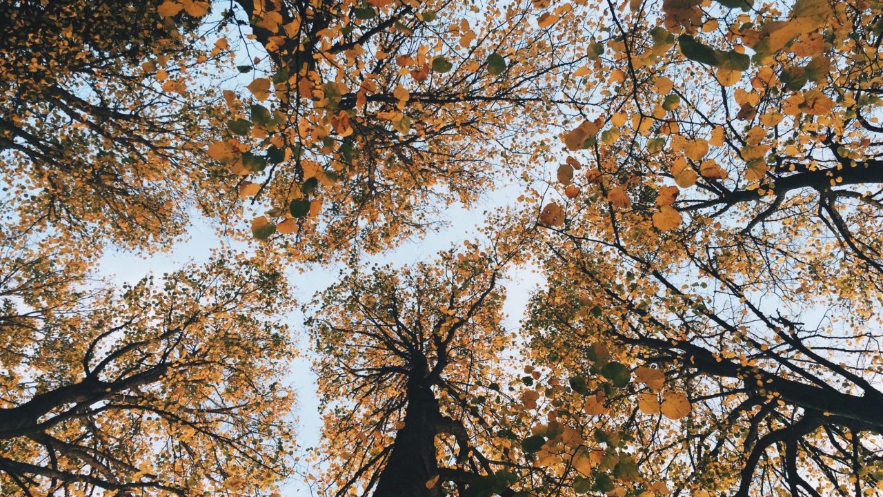 An upward view of trees