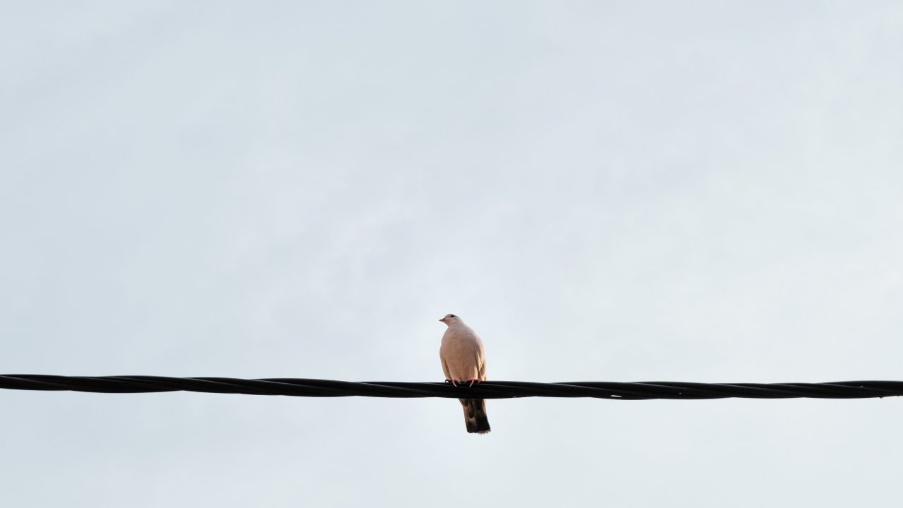 A solitary bird perching on a telephone wire