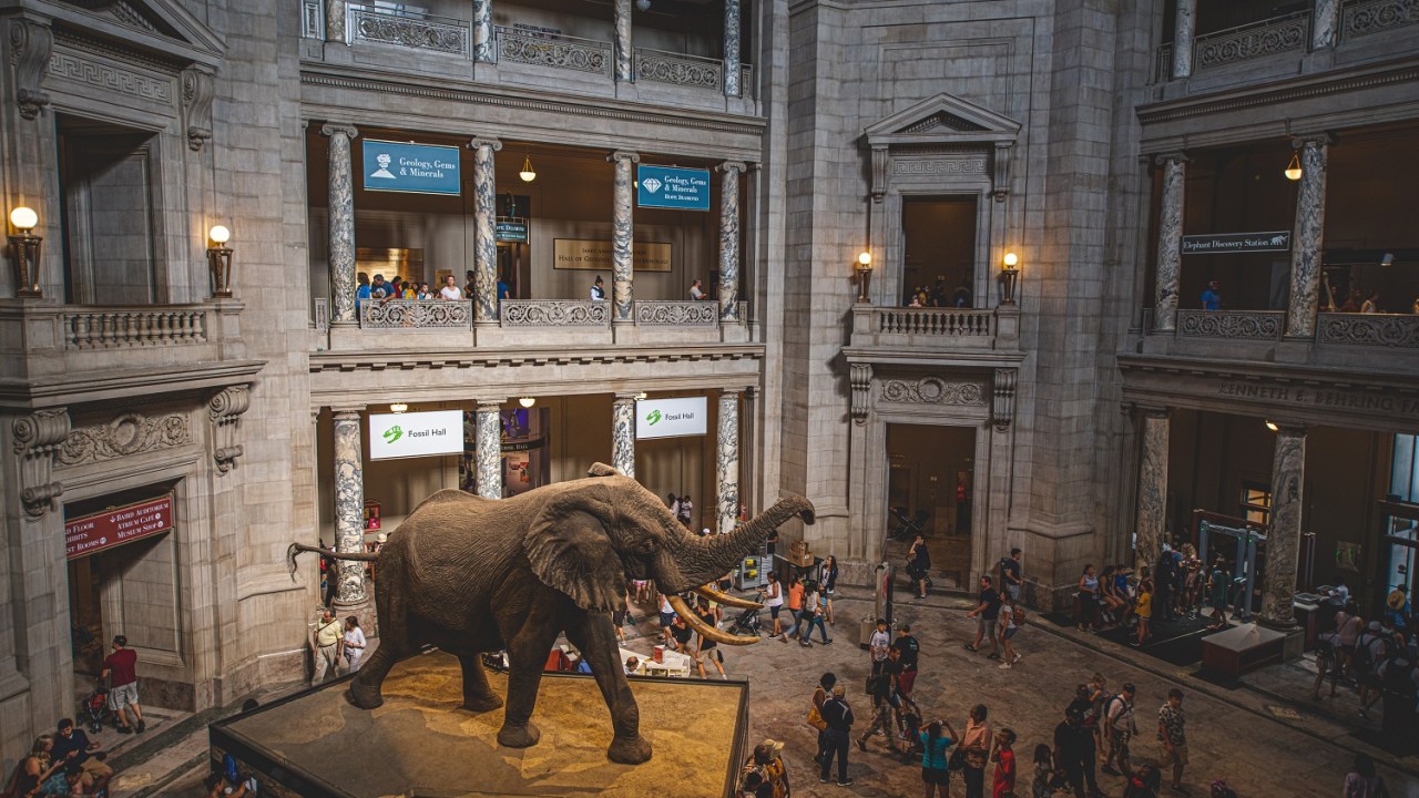Interior rotunda of the American Museum of Natural History with a large taxidermied elephant and a large crowd of people. Taken from above.