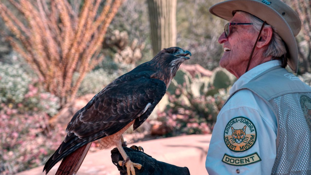 A museum volunteer holding a hawk and wearing a badge reading "Arizona-Sonora Desert Museum Docent"