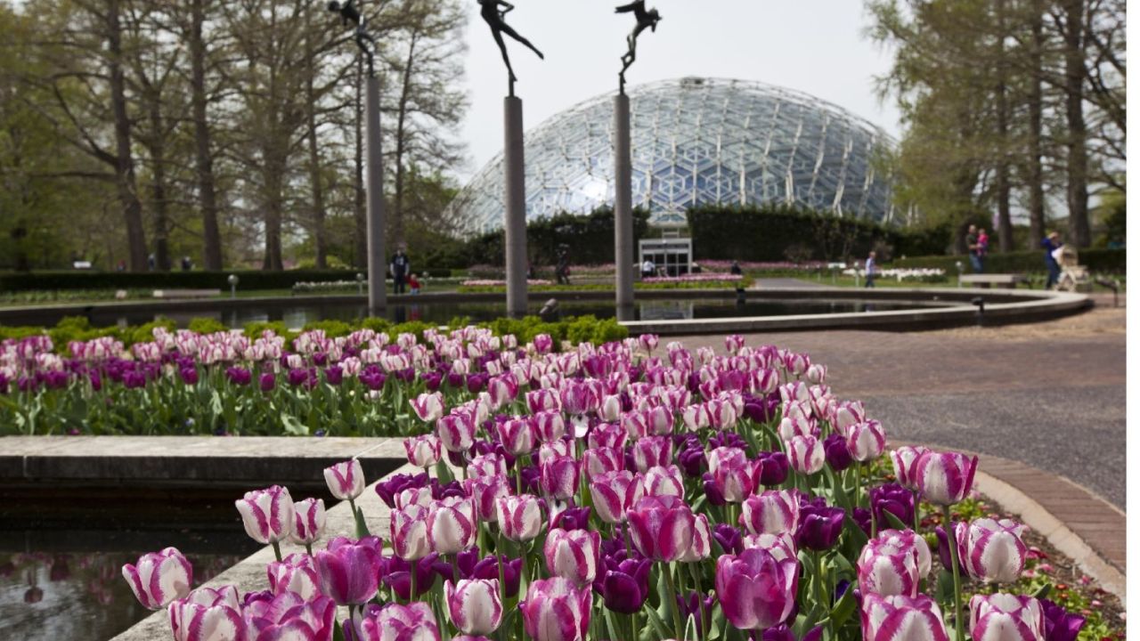 Exterior of Missouri Botanical Garden with purple tulips in the foreground